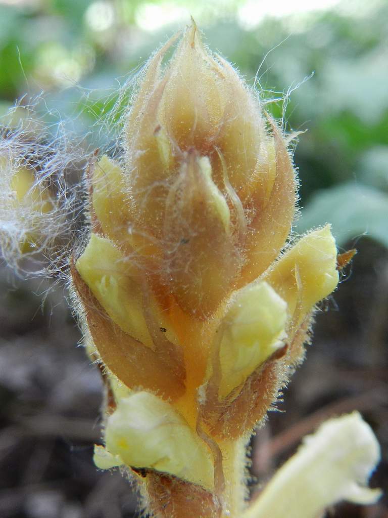 Orobanche hederae / Succiamele dell''edera